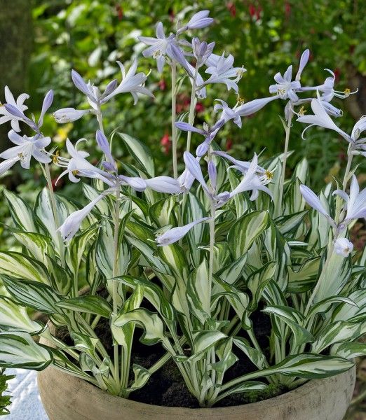 Hosta 'Fireworks' 